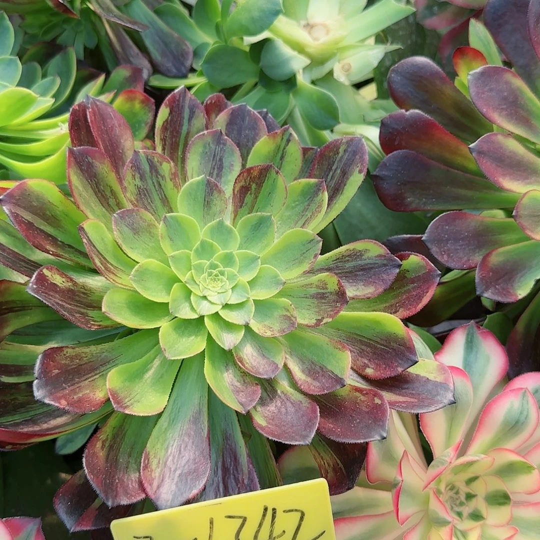 3-1342---墨兰迪多头多肉植物