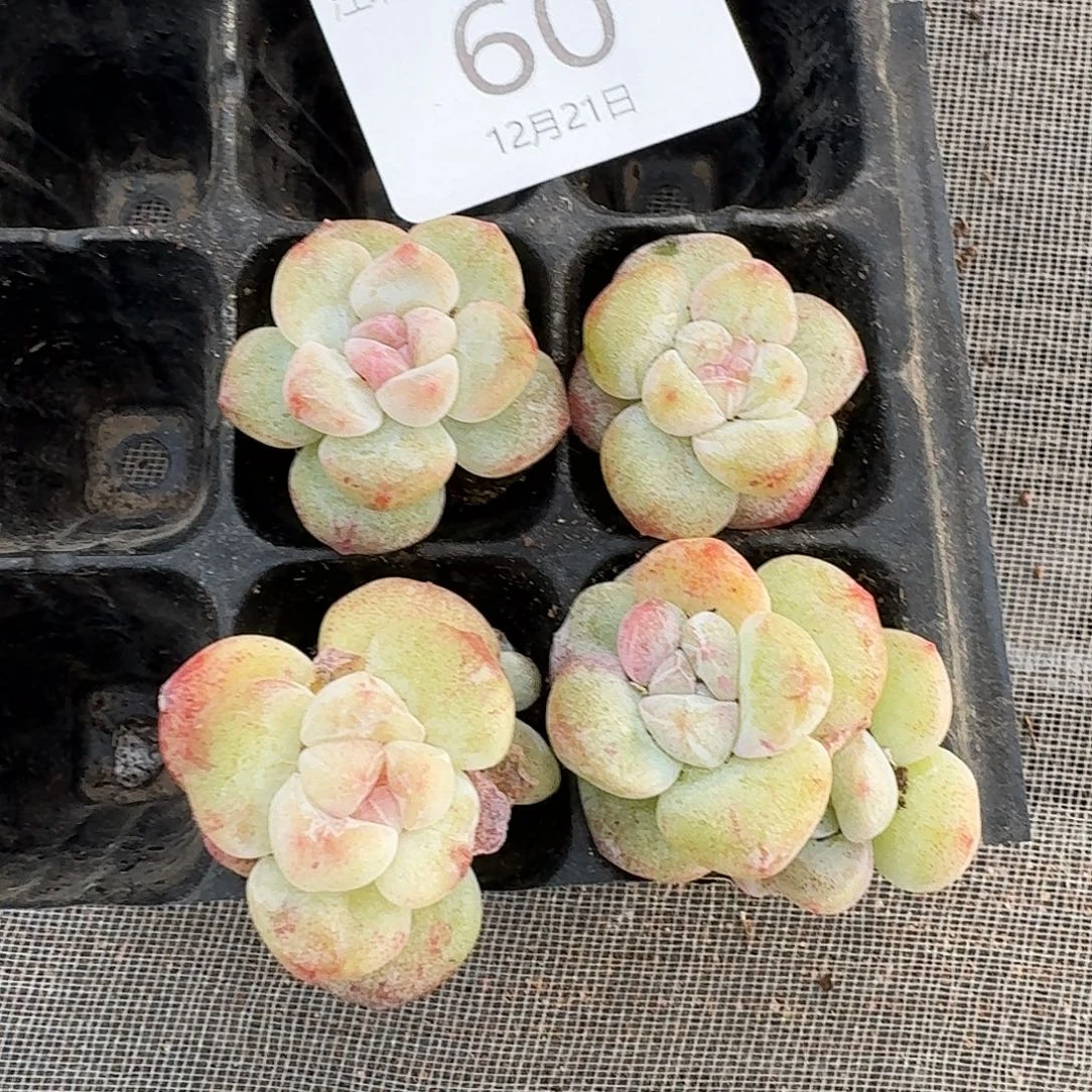 60 号到手1框一物一拍