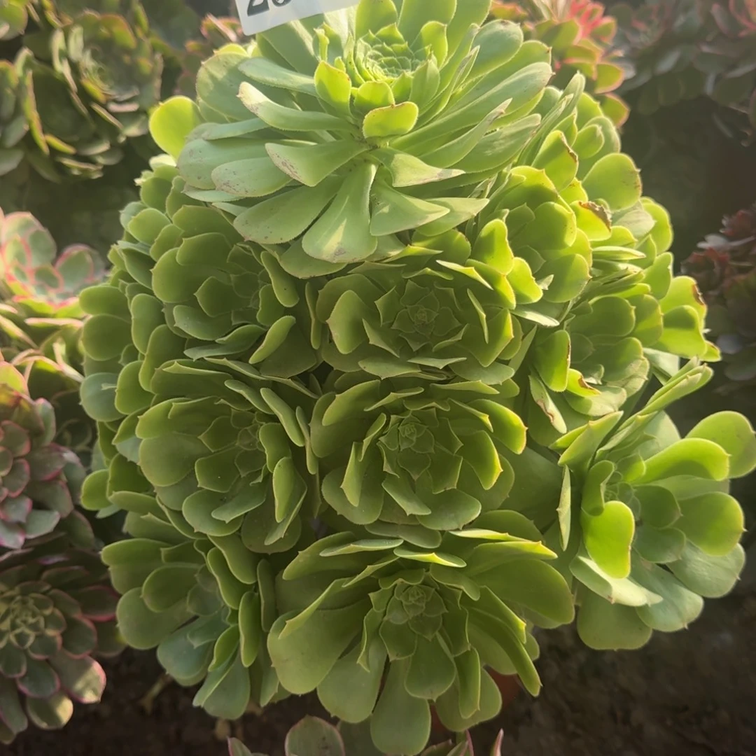 18-15法师绿羊绒2503