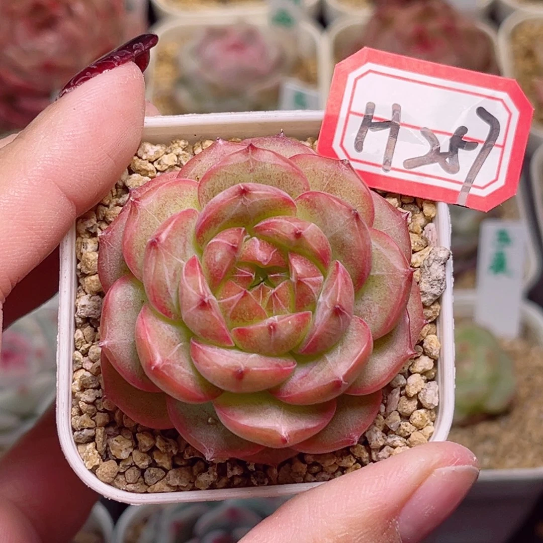 H257一物一拍 秋意浓