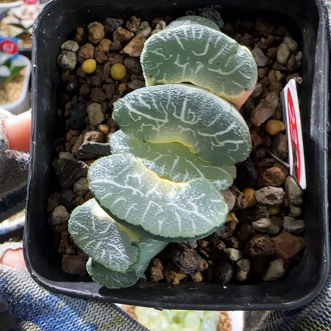 238号糊斑大绳玉扇锦 6.5 厘米左右一物一拍带盆发货