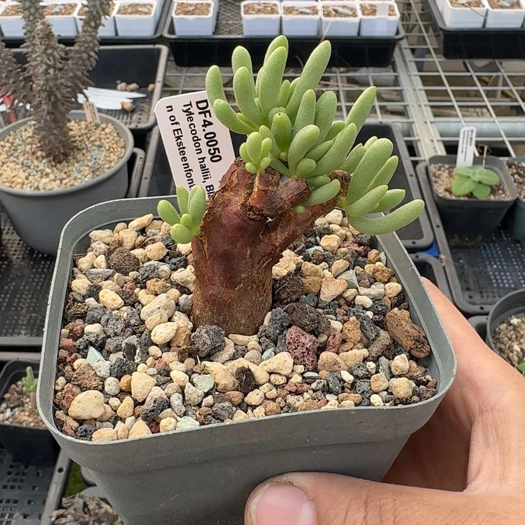 实生何丽奇峰锦带盆