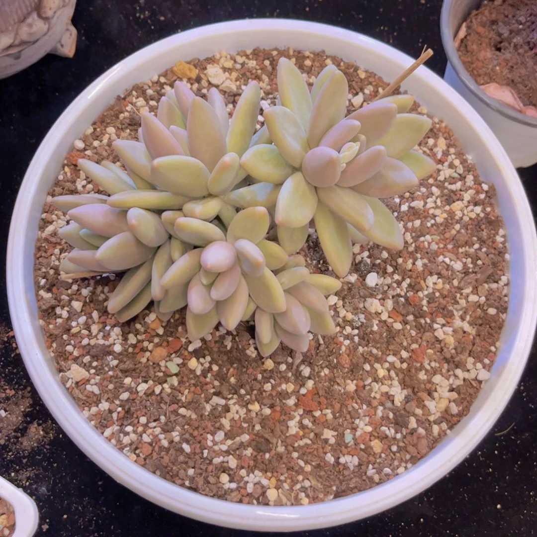 ?****?白兰地多肉美美美的