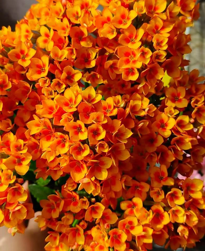 金色海岸~【120加大】精品重瓣带花苞客厅阳台室内养殖懒人花卉美观