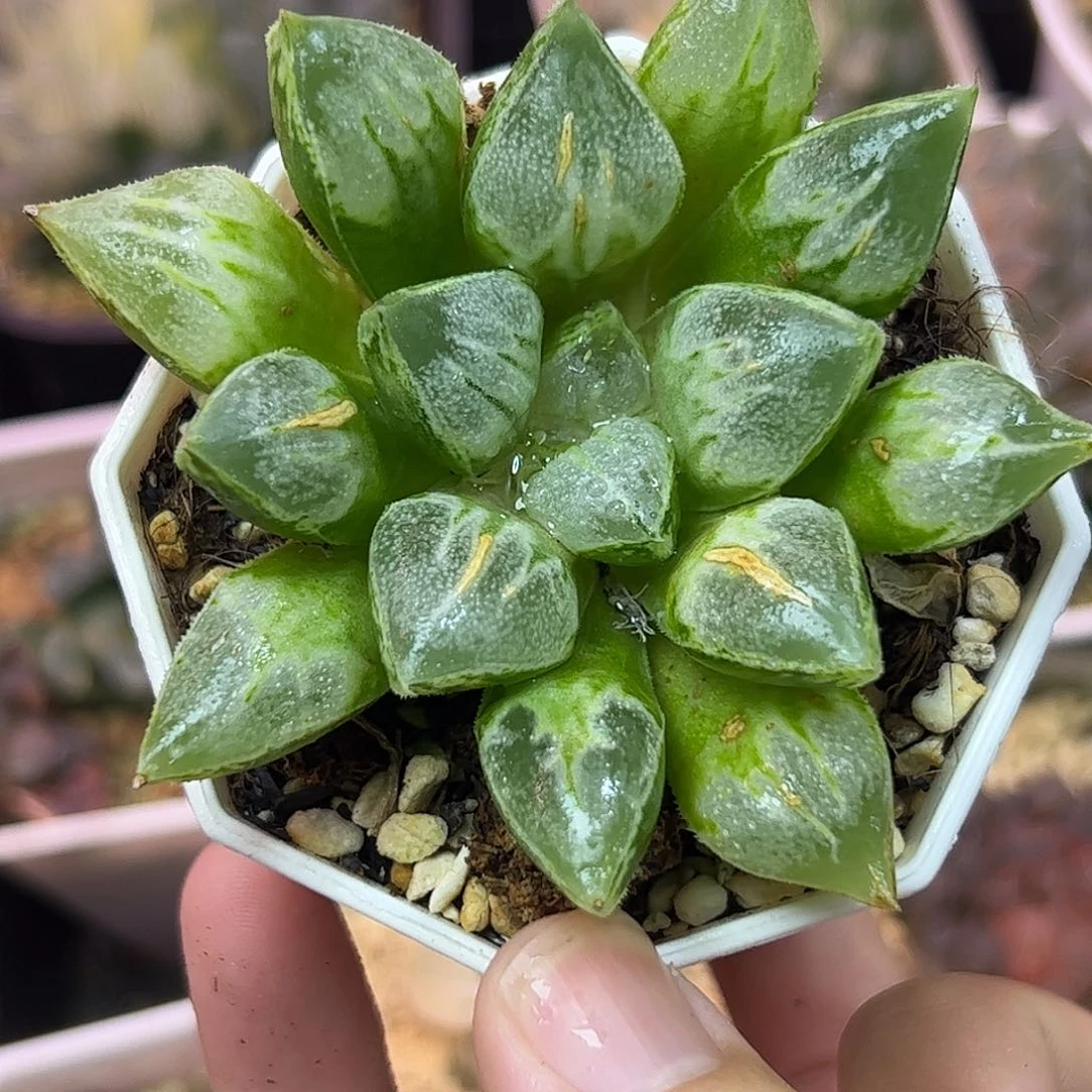 爱心寿十二卷多肉植物