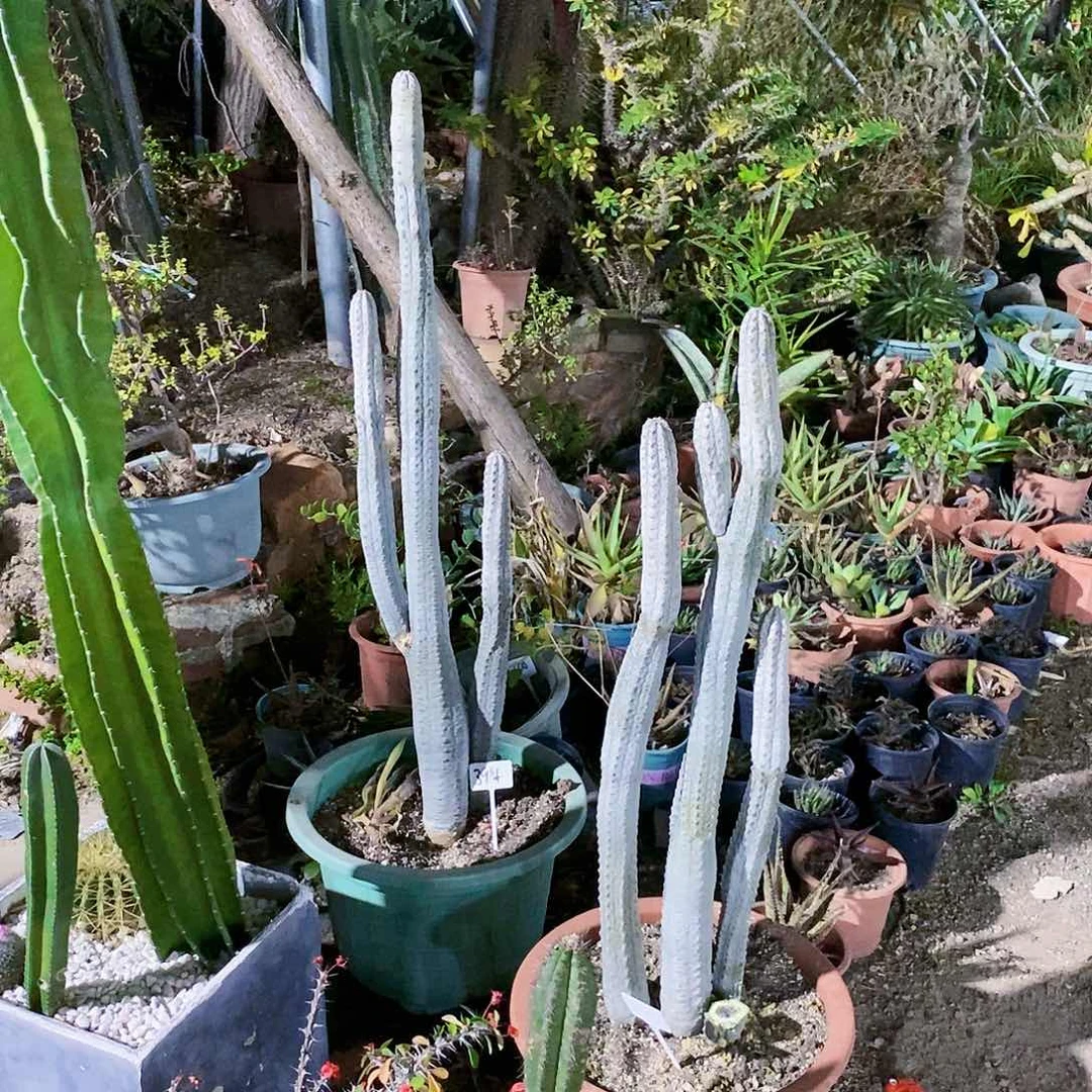 時*水泥柱一颗11111111