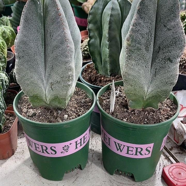 仙人球开花仙人球上仙人球