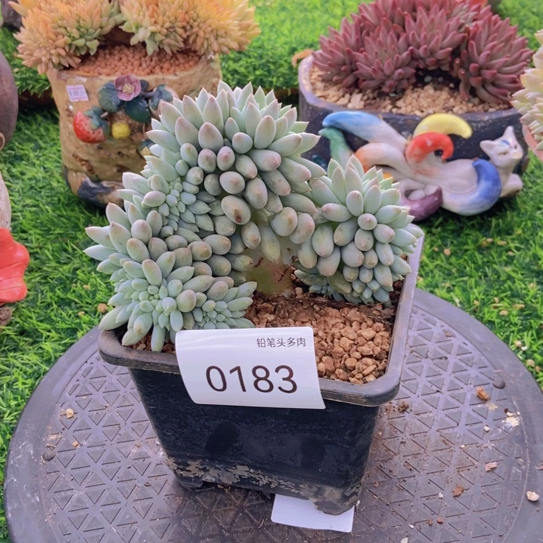 所罗门缀0183号。