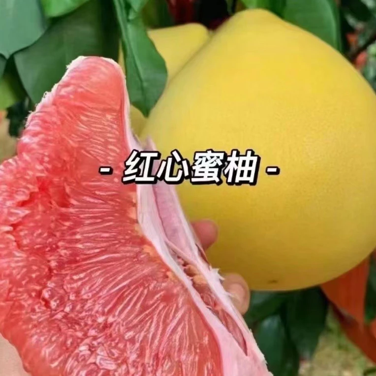 广西容县红心蜜柚红肉柚子新鲜采摘皮薄肉厚鲜甜多汁当季水果