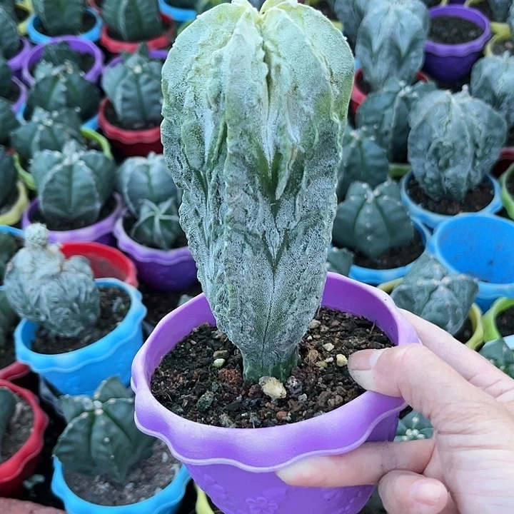 全部花朵大*11111111