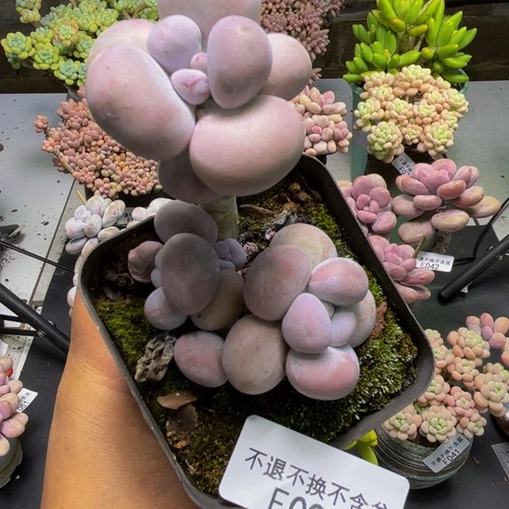 芭比奶酪097/6cm多肉