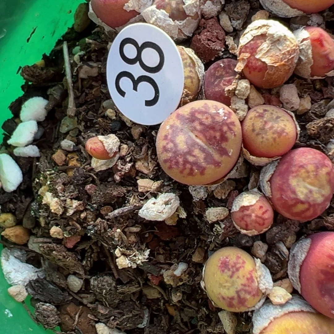 花**界多肉植物111111111111111