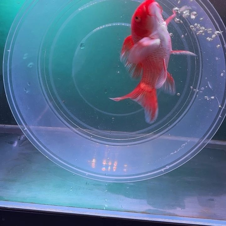 蝴蝶鲤鱼26号蝴蝶鲤