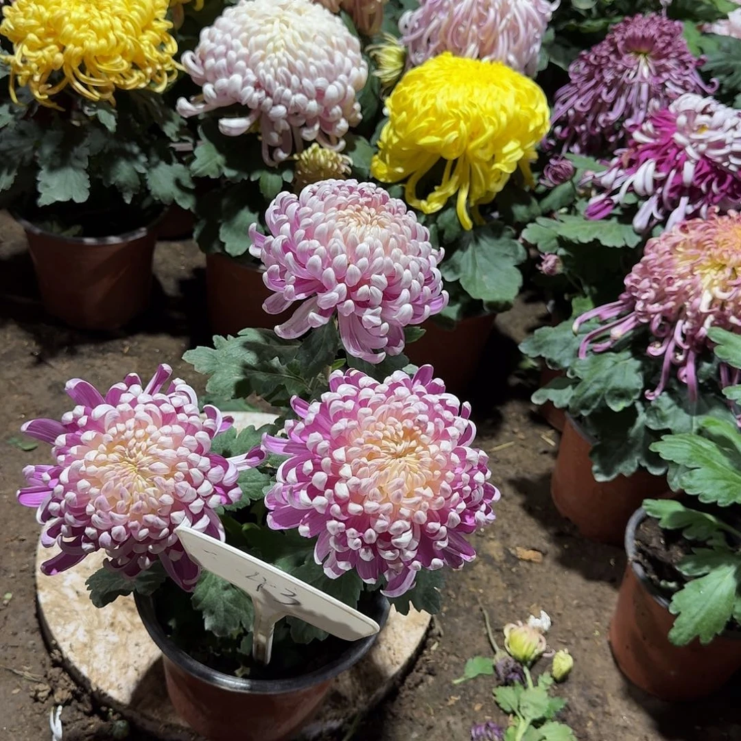 G***鸣大部分花苞少量开放43无售后