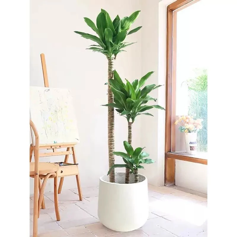 【荷花铁/美人铁-龙血树】高级大型绿植物吸甲醛净化空气室内耐阴