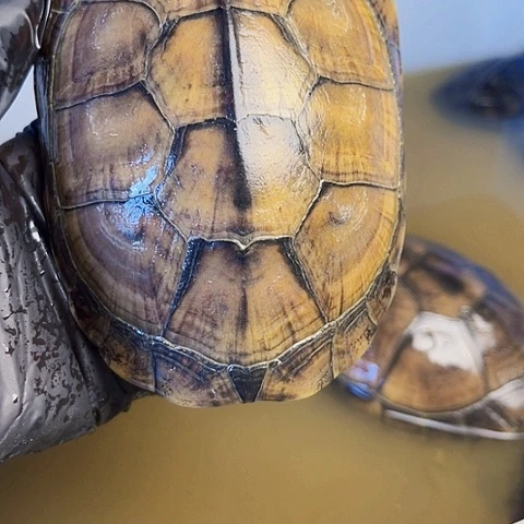 母绿毛龟小青13公分