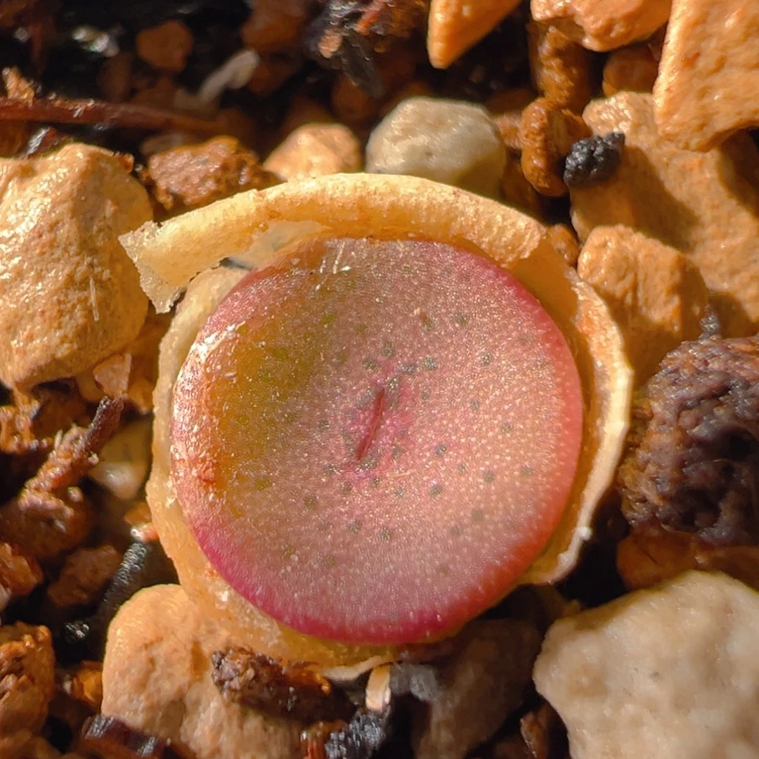 125多肉植物百科金币纽扣