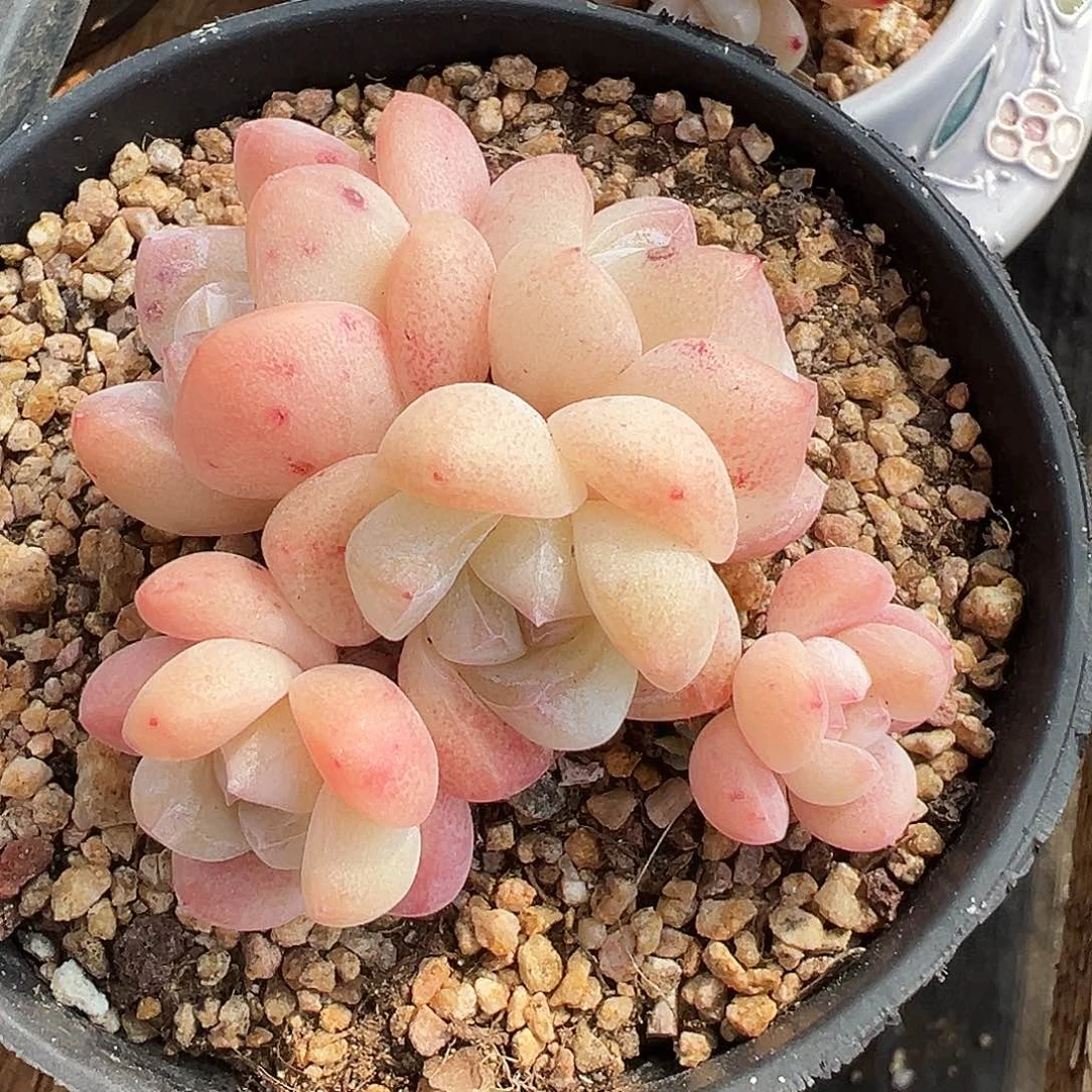 大****蝎大白杨专拍小冰玉群