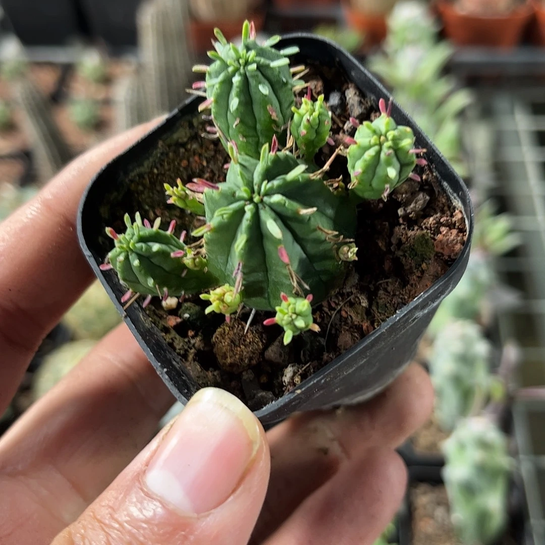 火麒麟单头发货单头发货