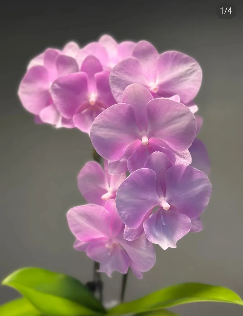 一个剑【神仙姐姐2.8杯】瑕疵苗,不售后没有开花