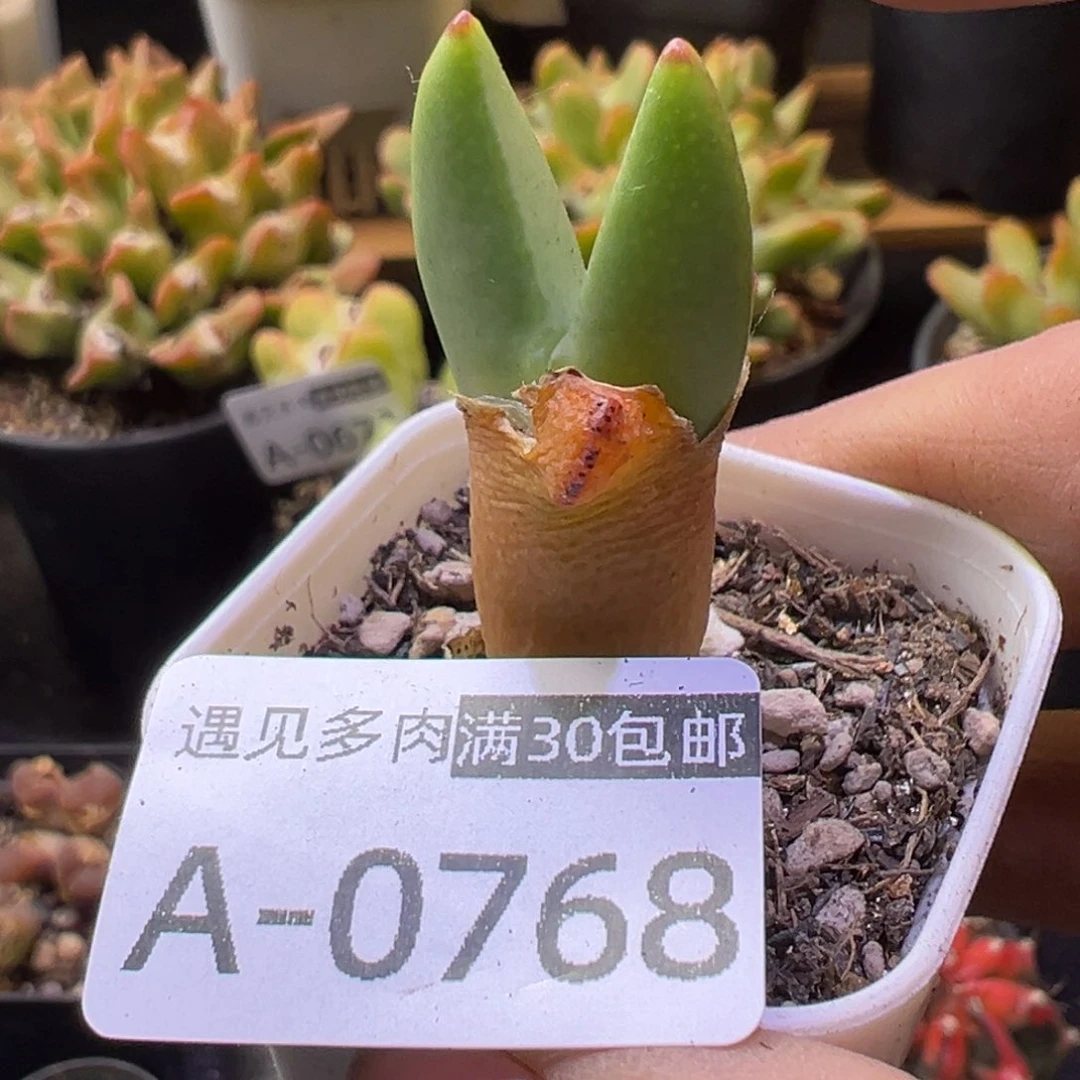 肉锥植物1111111111111111