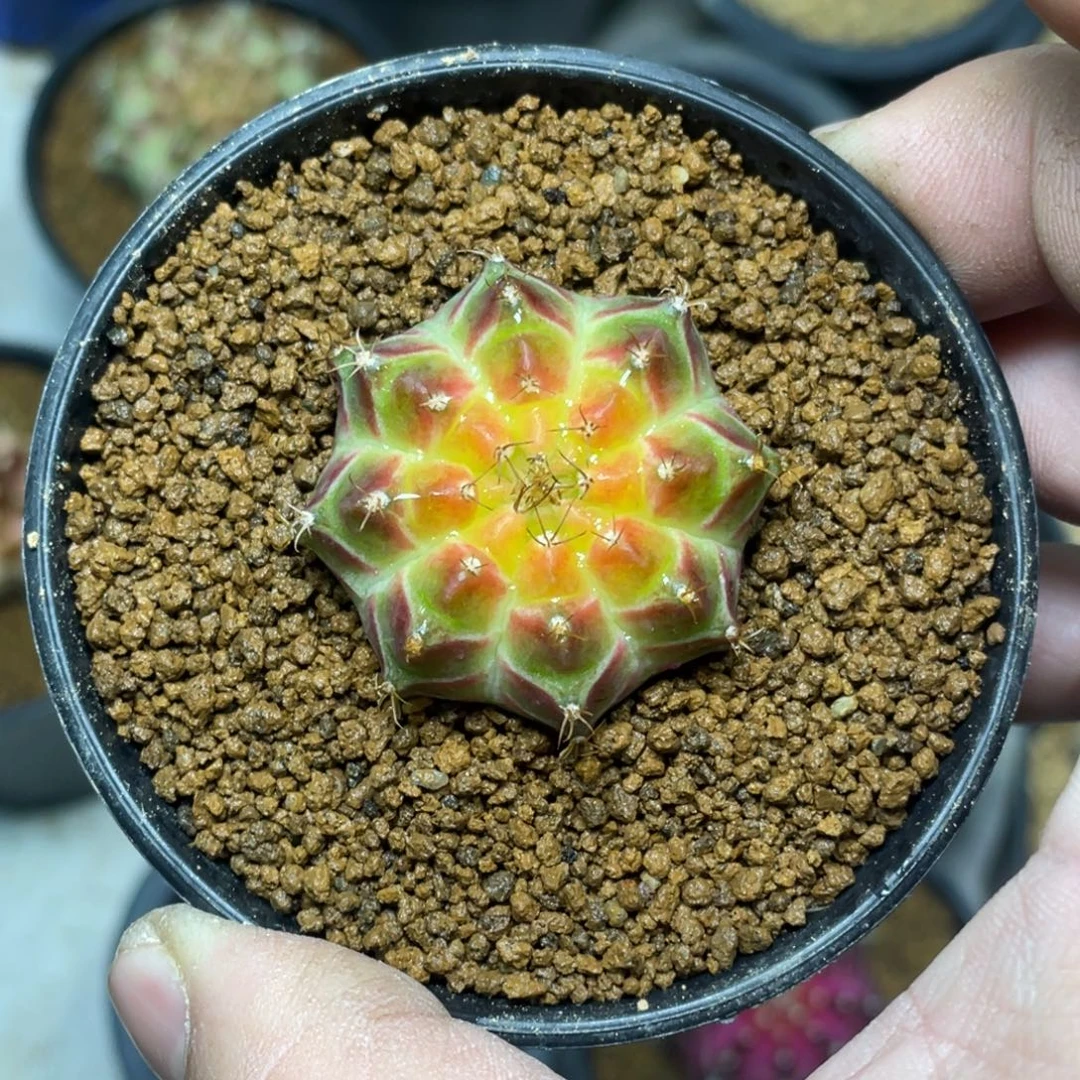 当前无花朵，栽培后可花朵橘黄皇氏轮回