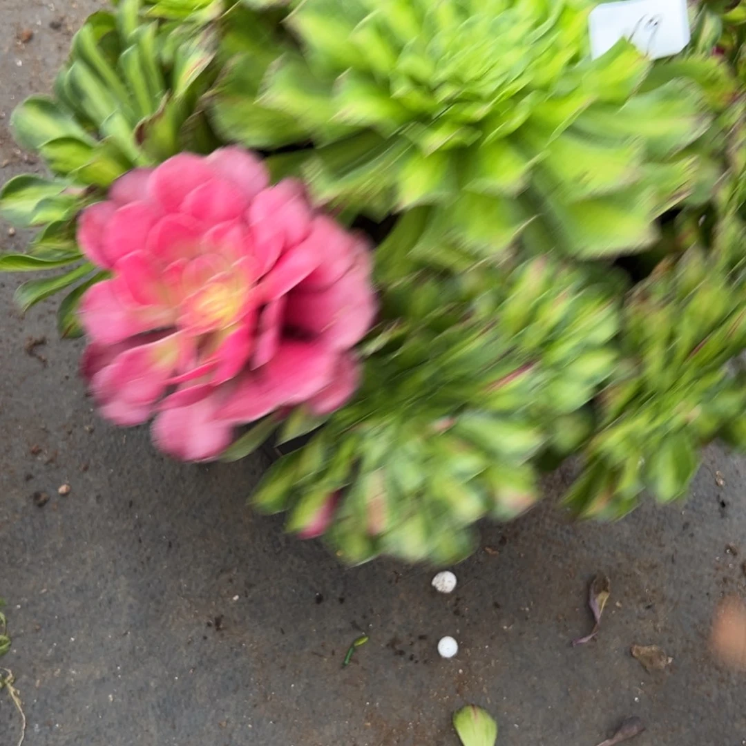 269知否无根多肉多肉