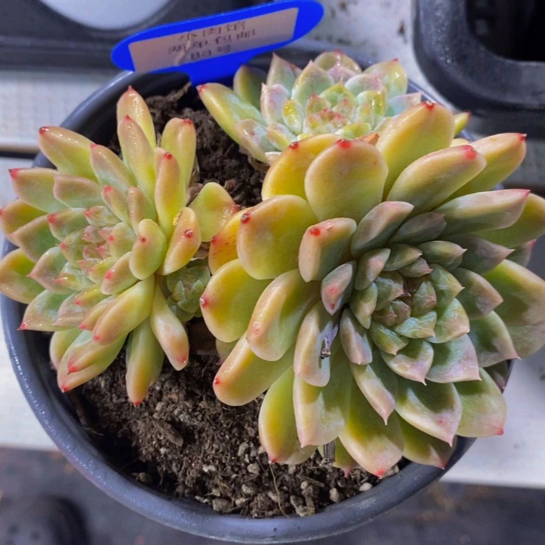 88-精品樱花冰魄群一个