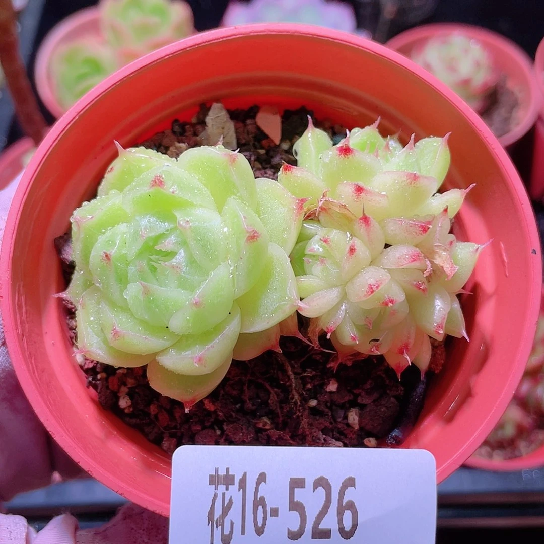 花利美16-526麦秆