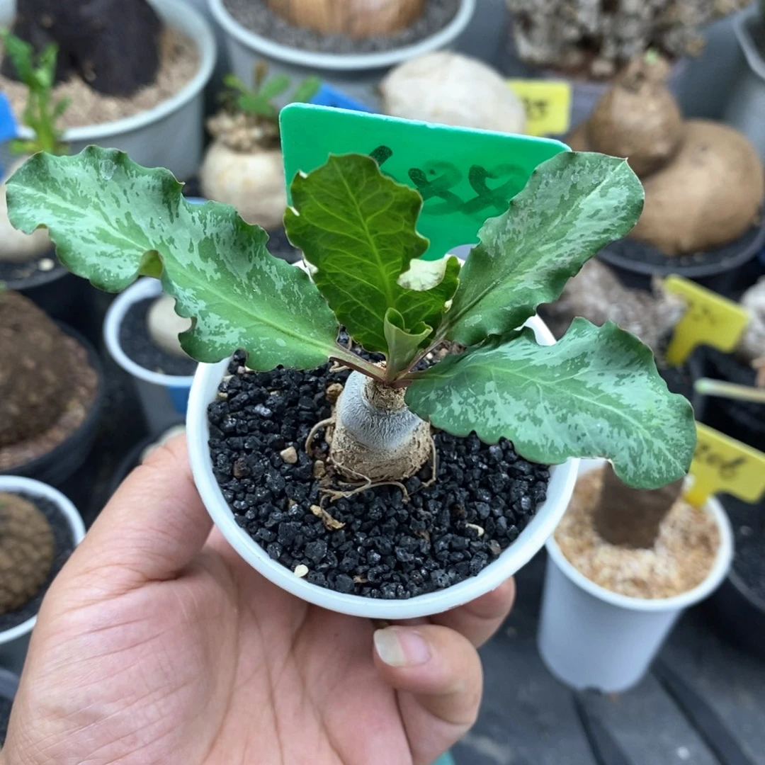 花叶莫拉提多肉植物