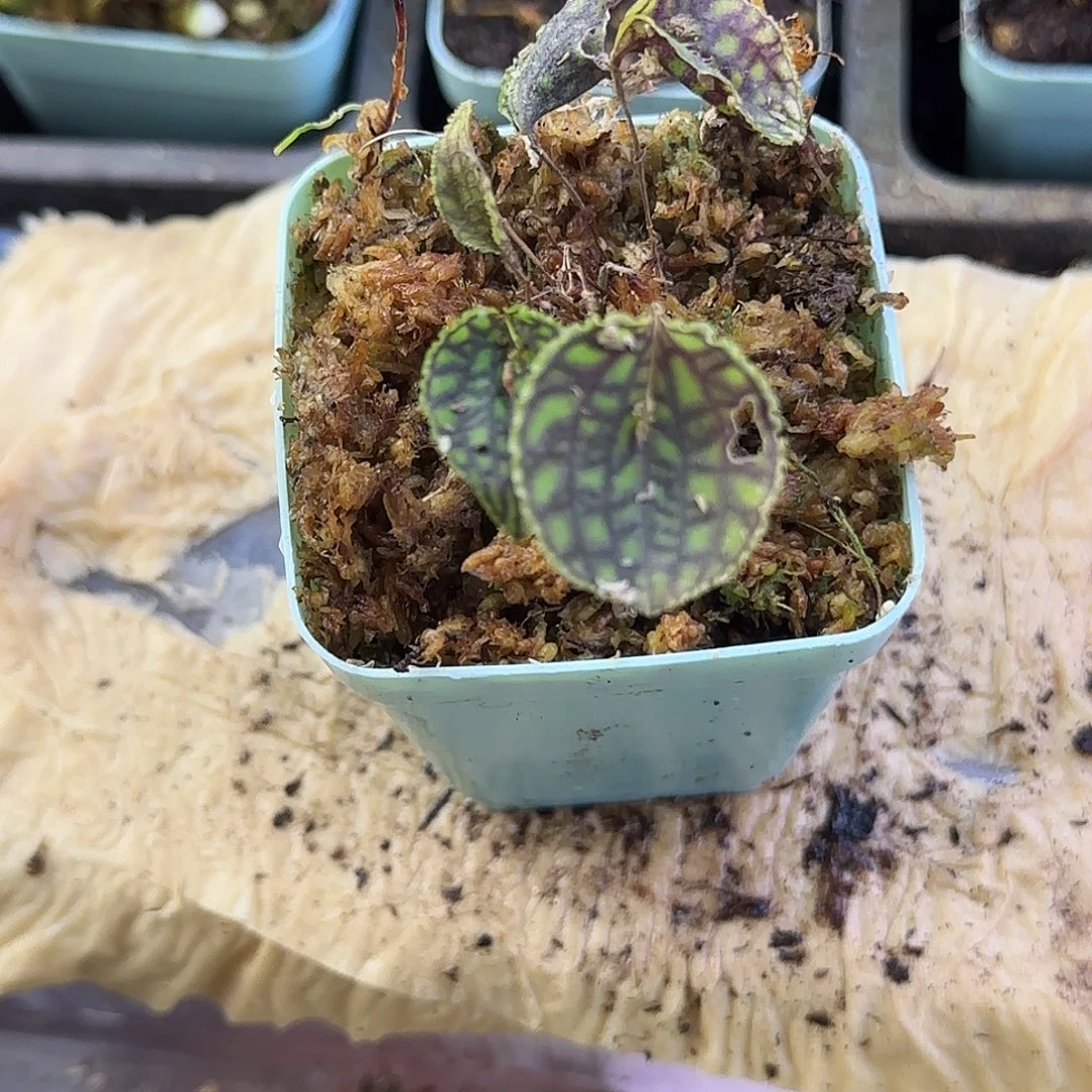 完全开放南美网格丽斑兰