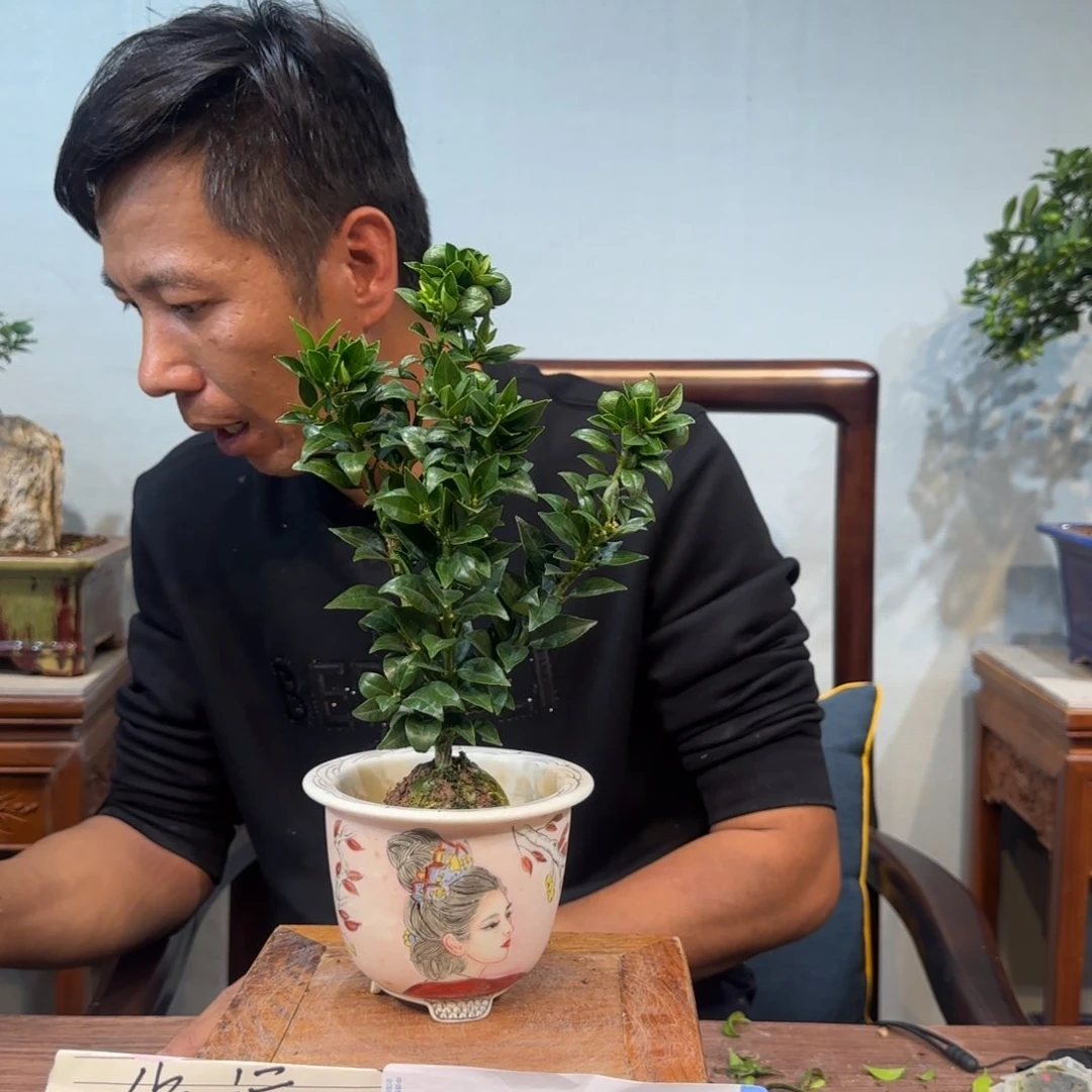 当前无花朵，栽培后可花朵短*