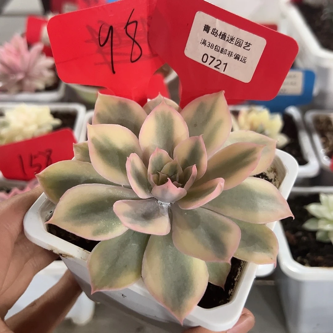 721号小pink锦单头