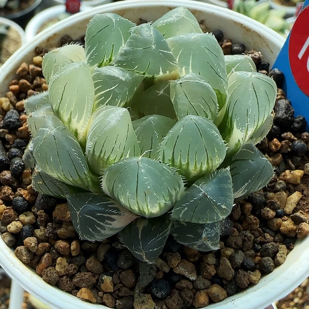 101号蓝镜玉露锦一物一拍带盆土