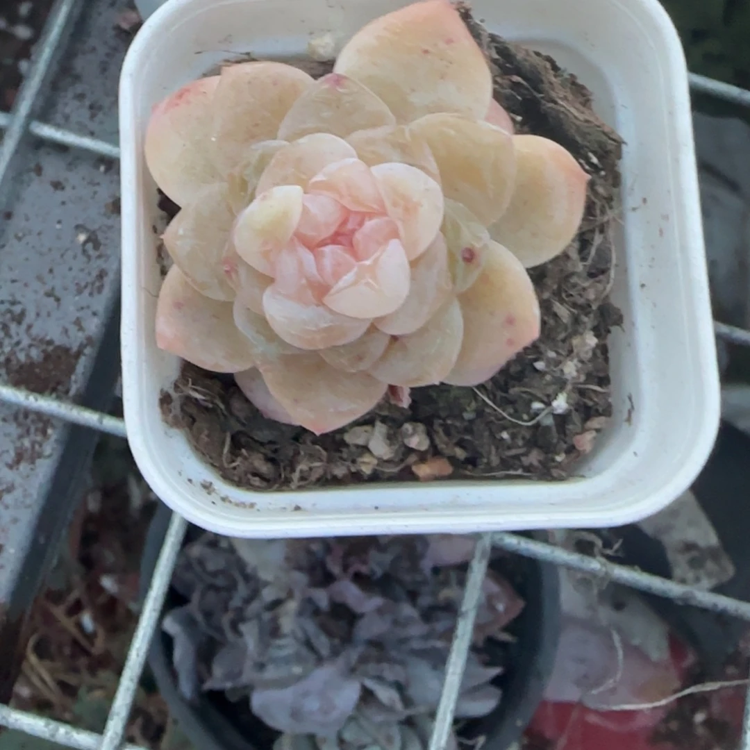 多肉小卡拉米糖心一物一拍