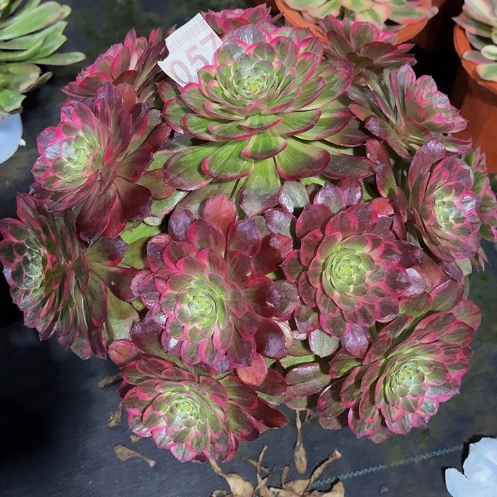 红陶莲花座05700