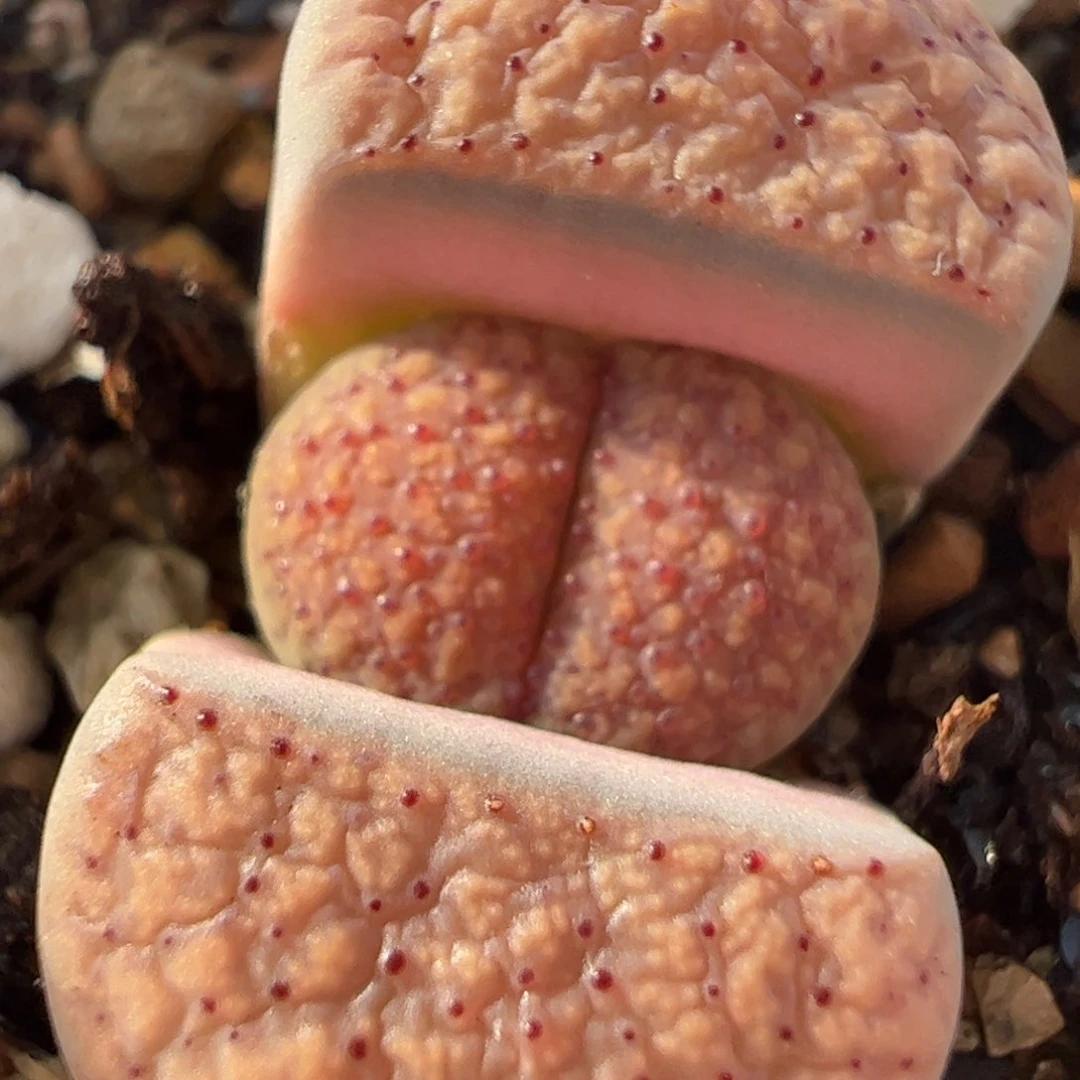 452多肉植物百科