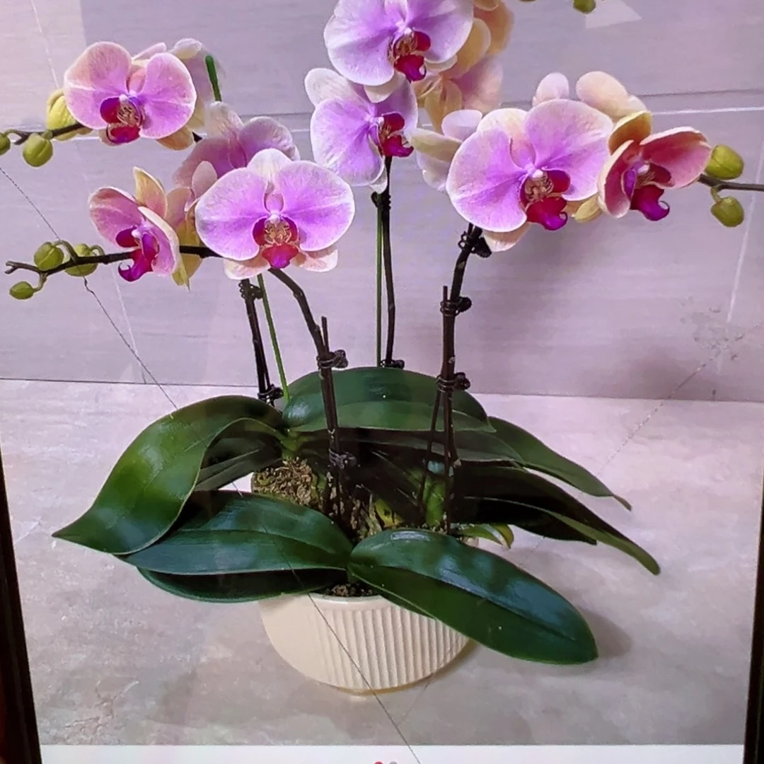 当前无花栽培后可以开花带剑微瑕疵蒙娜丽莎凑单发货一颗不发货