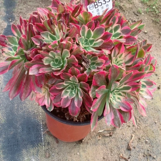 多肉植物女巫533