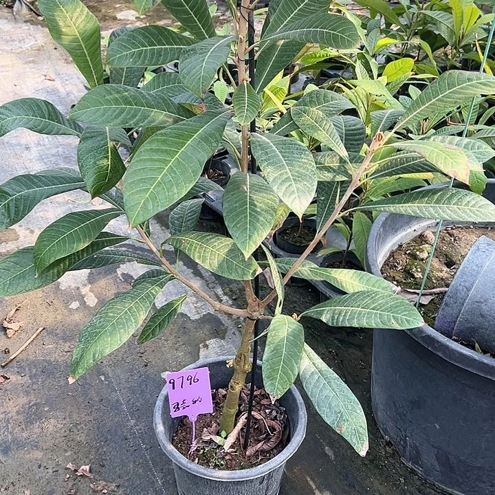 永****筒1345566666666666