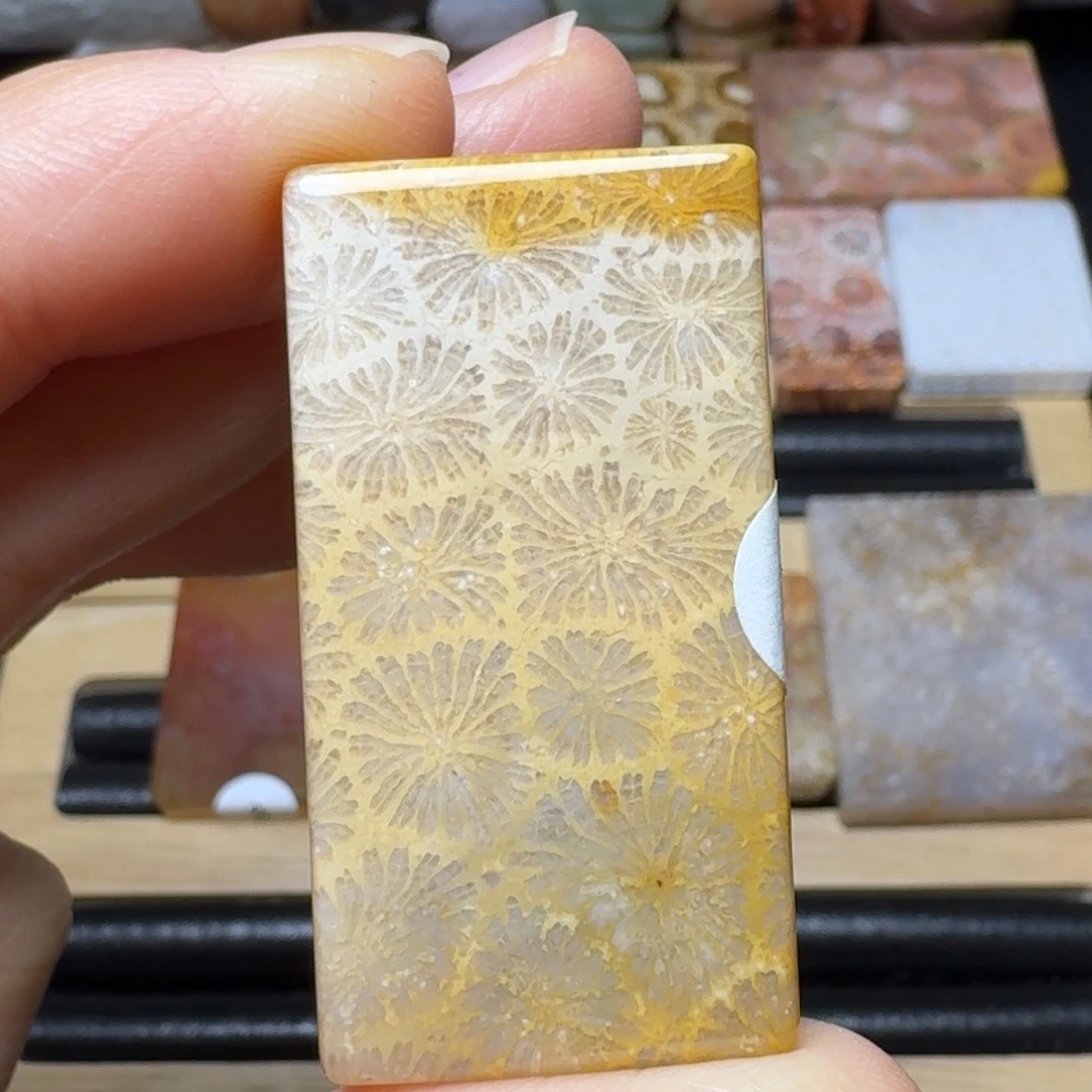 硅化玉法桐树叶，透的未镶嵌