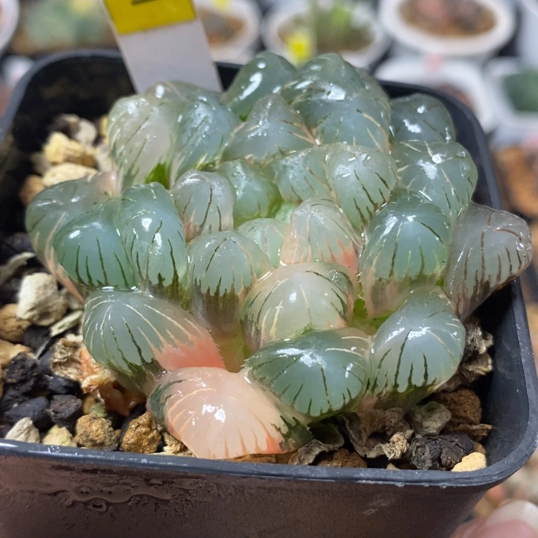 190湖水玉露锦一物一拍