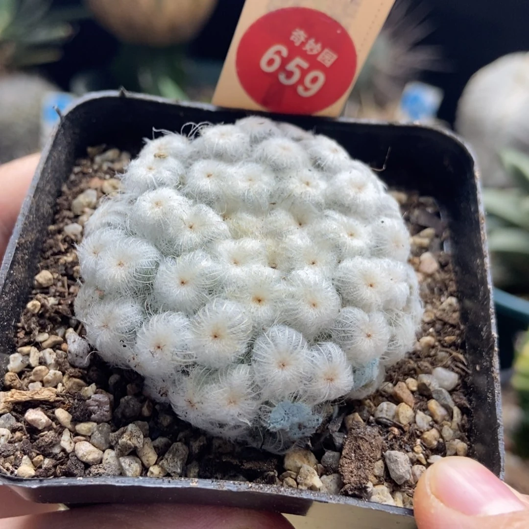自根佛头白星4.5cm一棵仙人球