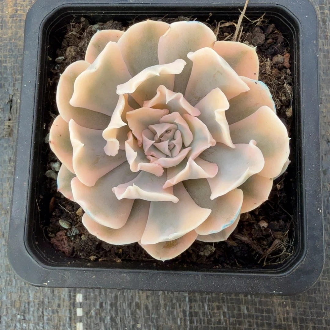 利比利亚锦锦上园艺一物一拍