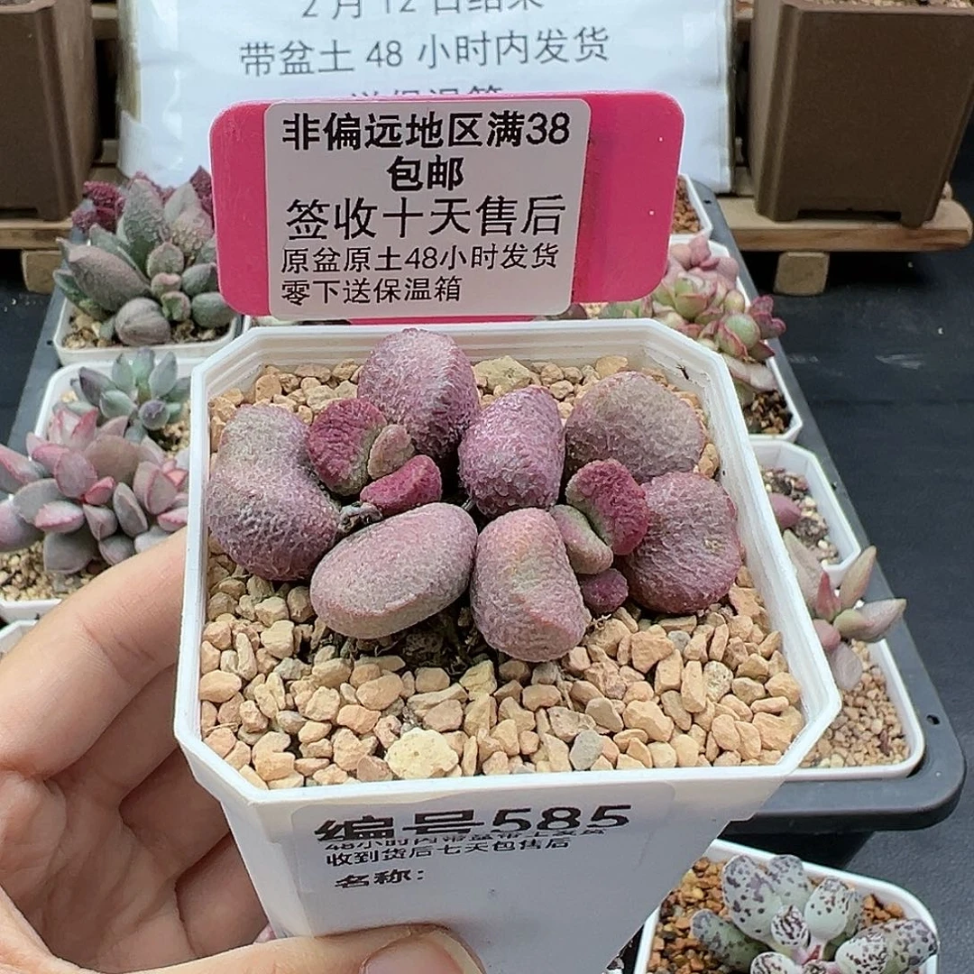 585夏娃多肉植物