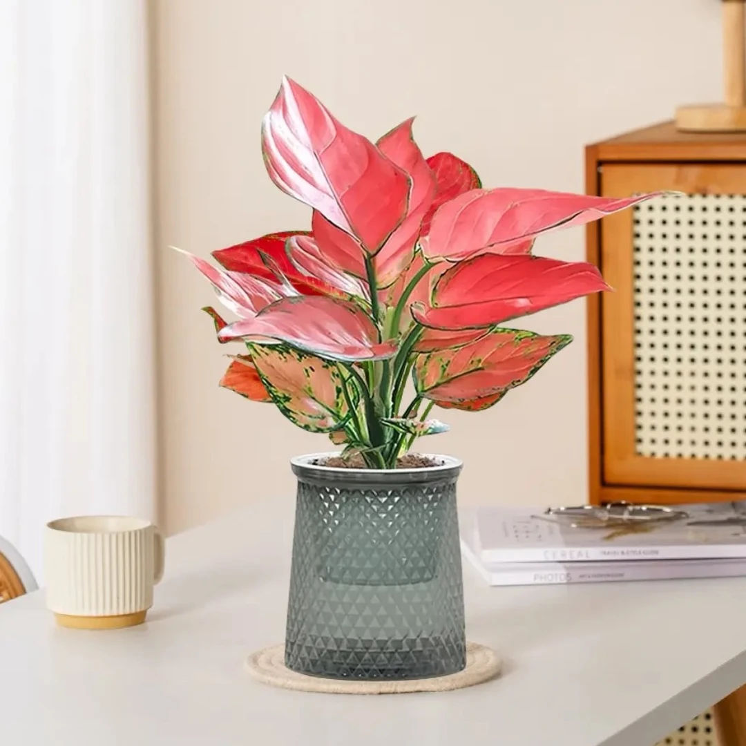 吉利红如意盆栽水培植物吸除甲醛好养四季易活