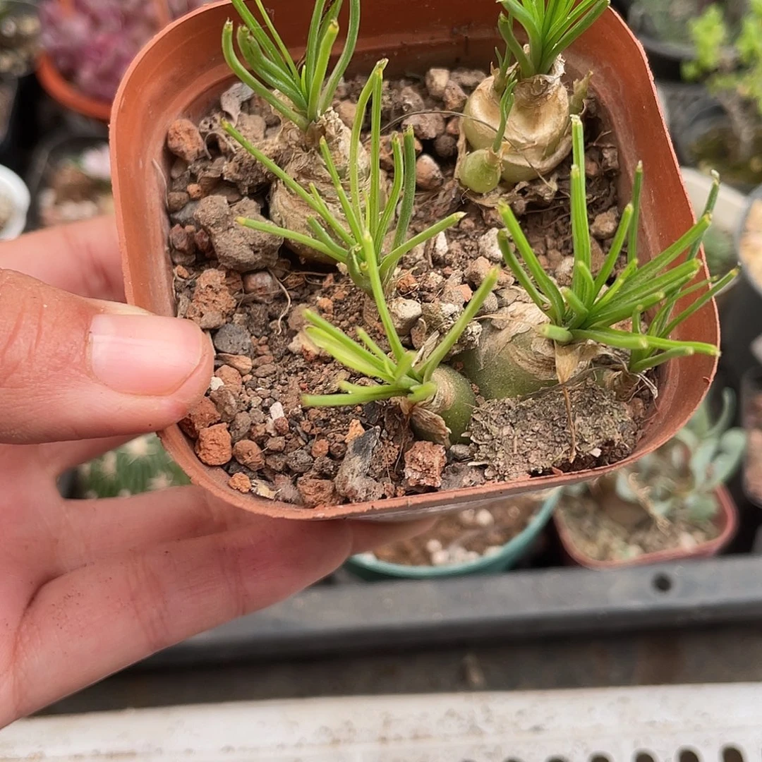 171香水兰块根植物