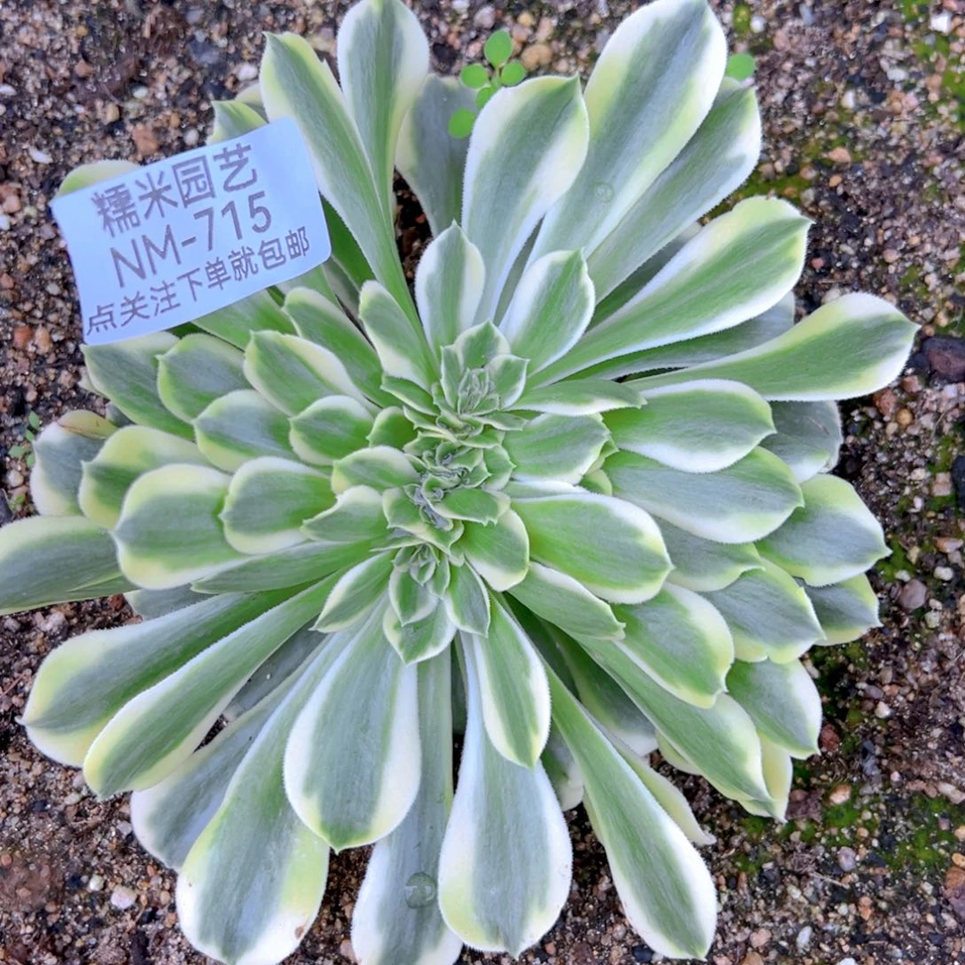 绿豆沙缀多肉植物715