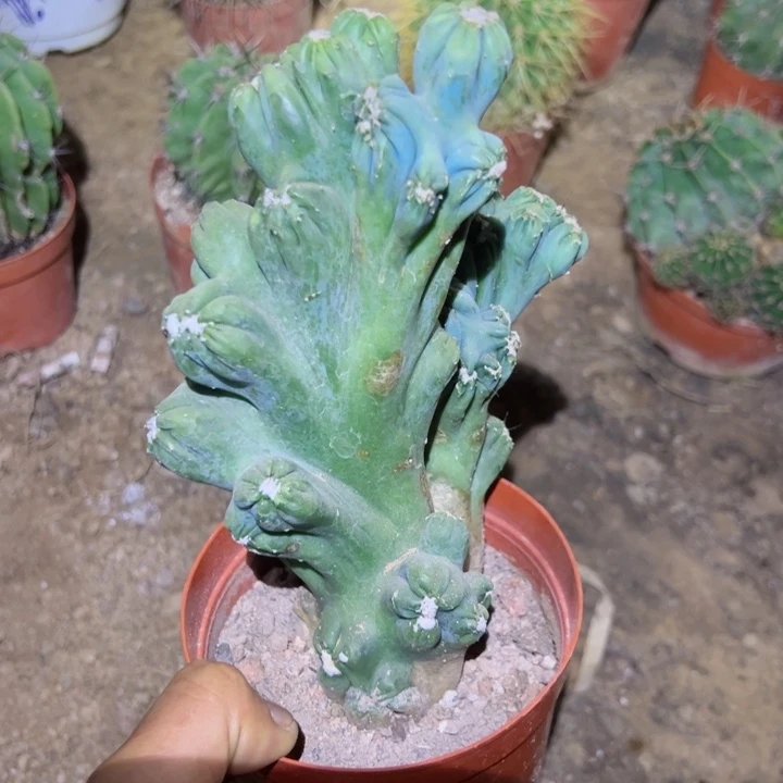 紫云罗汉一颗仙人球35