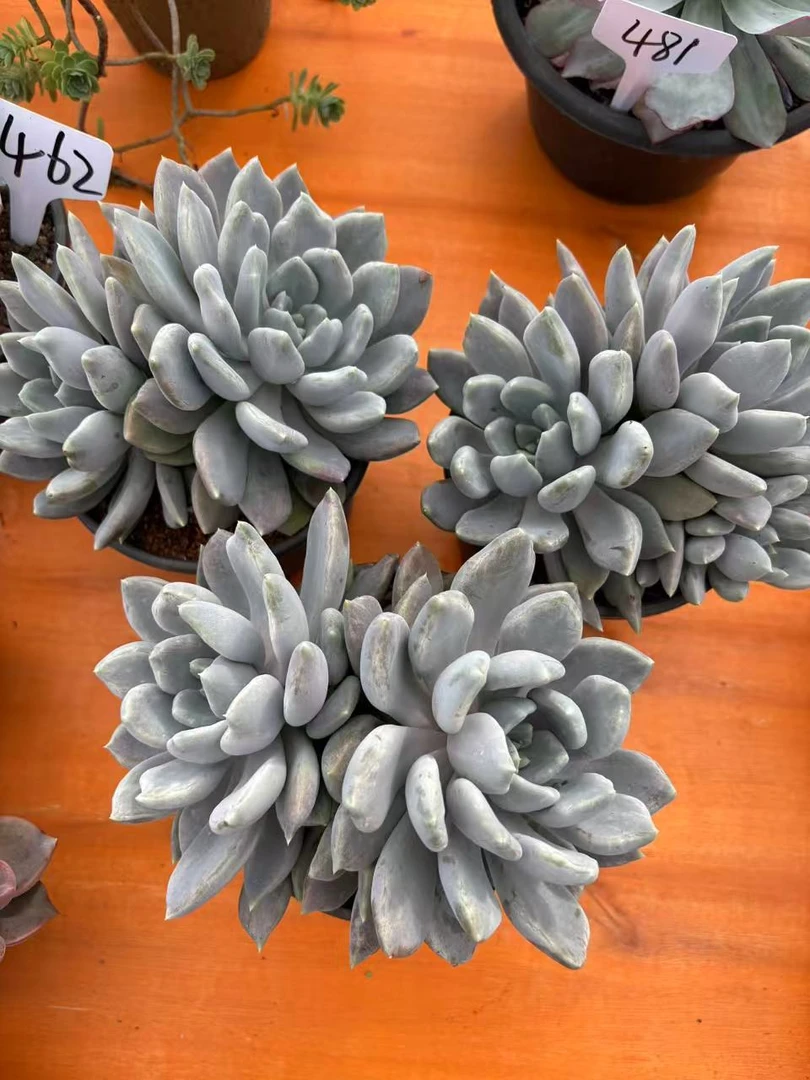 胖美人多肉植物默认有砍量拍15-20厘米也可进入直播间一物一拍